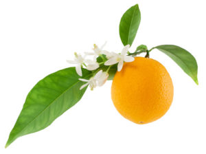 When To Plant Orange Trees