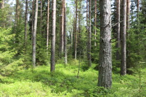 When To Plant Pine Trees