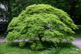 Staking for the Japanese maple trees